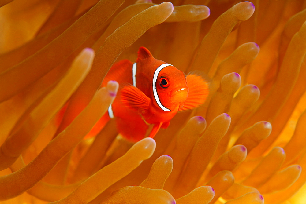 Young Maroon Clownfish (Premnas biaculeatus), Magnificent Sea Anemone or Ritteri Anemone (Heteractis magnifica), Selayar Island, West coast, South Sulawesi, Indonesia, Java Sea, Indian Ocean