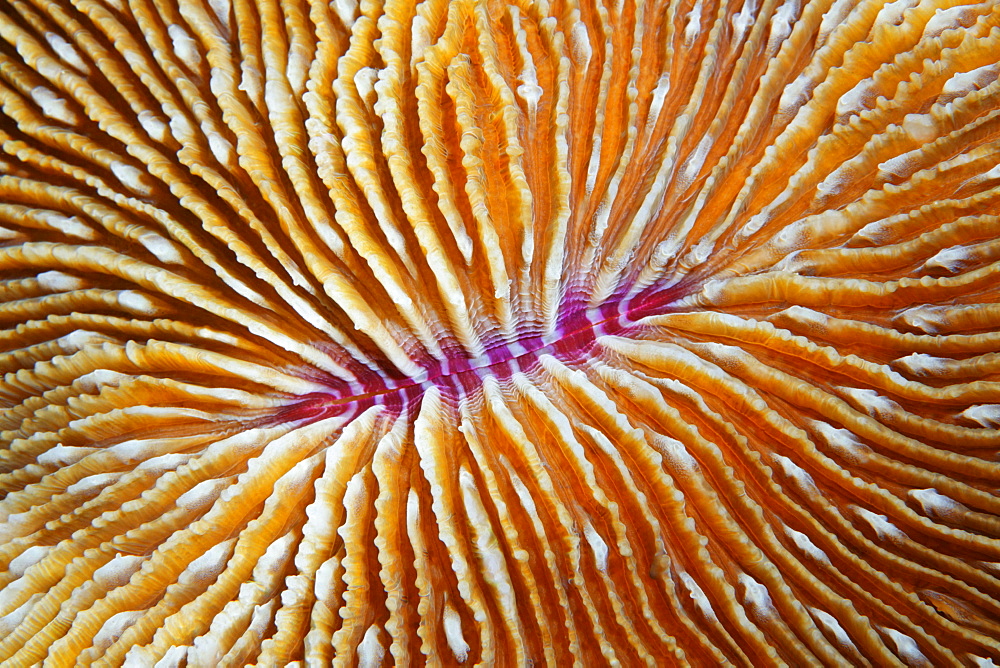 Graphic structure and polyps of a Mushroom coral (Fungia sp.), Selayar Island, West coast, South Sulawesi, Indonesia, Java Sea, Indian Ocean