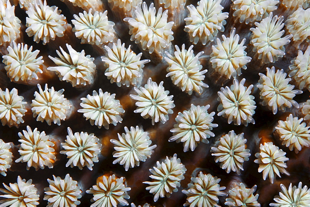 Graphic structure of Galxy Coral (Galaxea fascicularis), Selayar Island, West coast, South Sulawesi, Indonesia, Java Sea, Indian Ocean