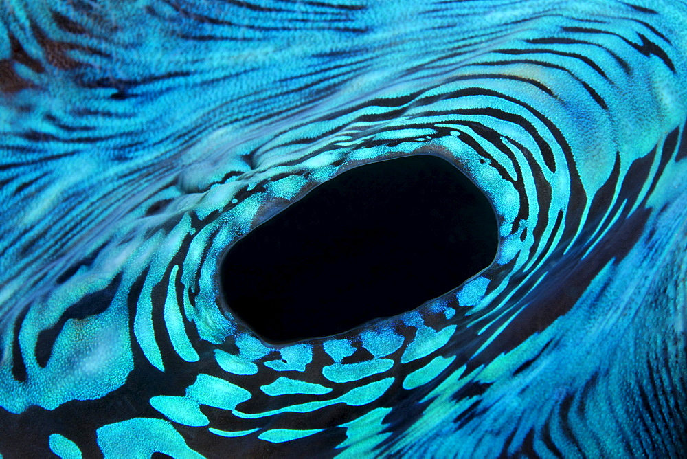 Breathing hole in Scallop, Giant Clam (Tridacna sp.), Selayar Island, West coast, South Sulawesi, Indonesia, Java Sea, Indian Ocean