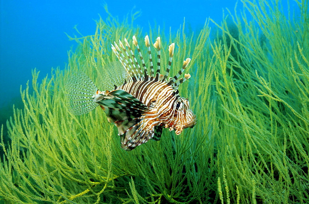 Red Lionfish (Pterois volitans) seeking protection in the branches of a black coral, Musandam, Oman, Arabian Peninsula, Indian Ocean, Asia