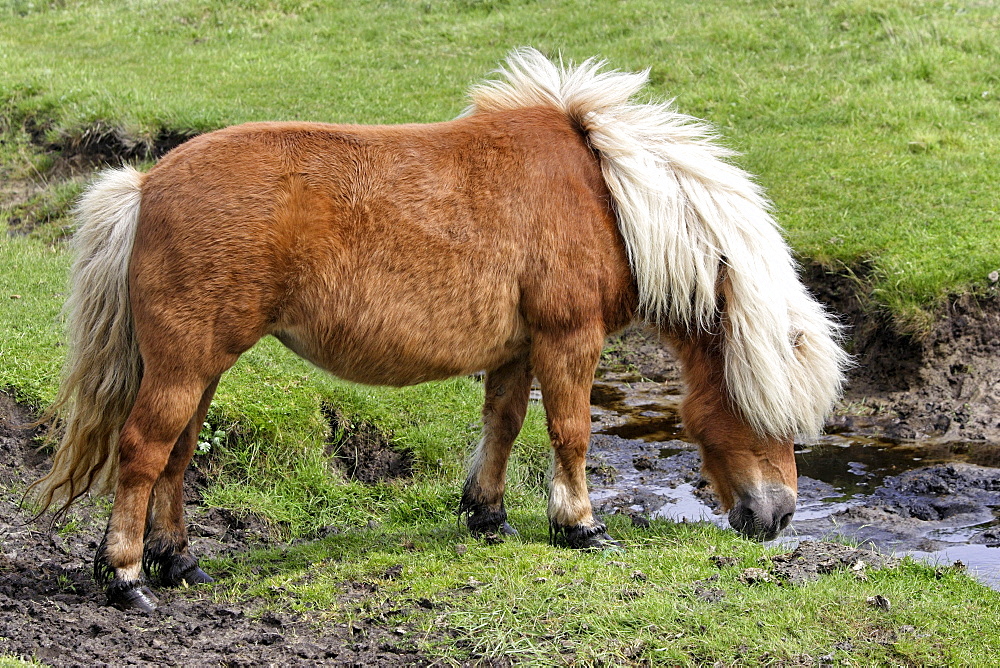 Frisian horse drinking water from a stream