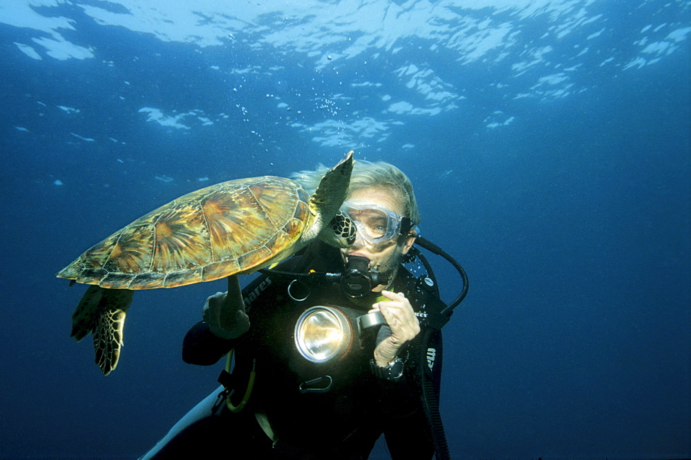 Young Green Sea Turtle, (Chelonia mydas) swimming curiously toward a scuba diver, Musandam, Oman, Middle East, Indian Ocean