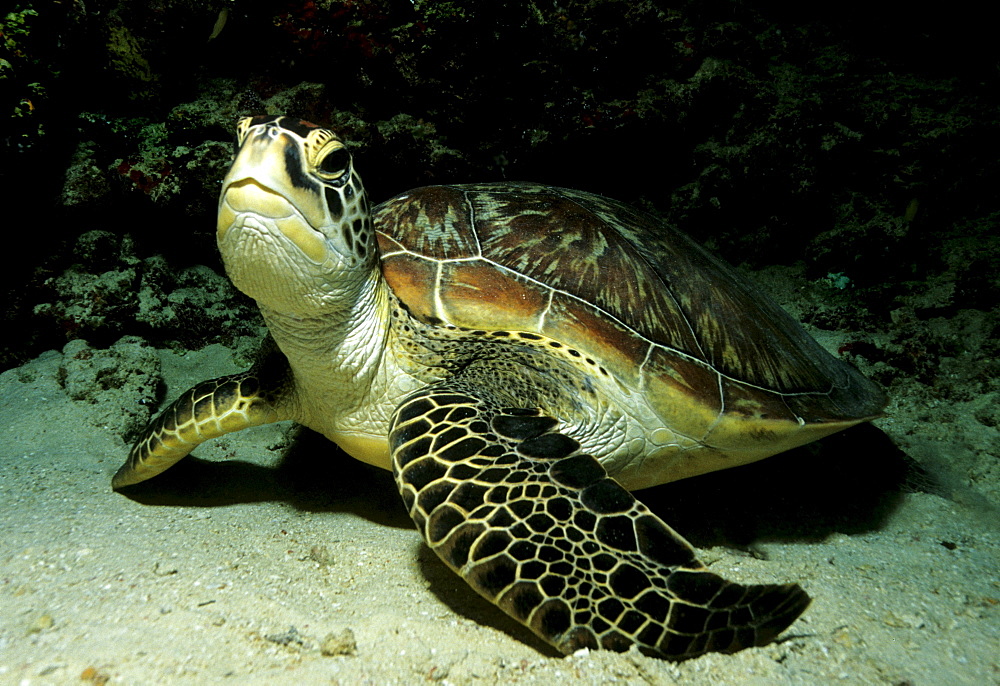 Green Turtle (Chelonia mydas) looking around inquisitively, Musandam, Oman, Arabian Peninsula, Middle East, Indian Ocean