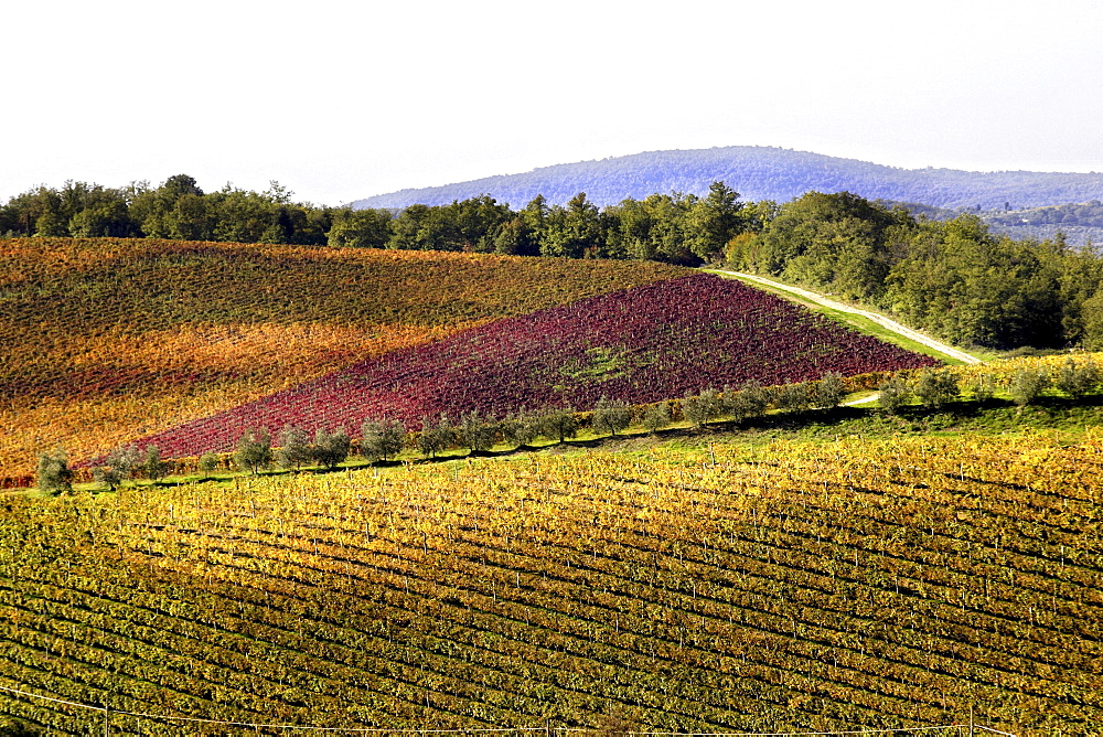 Vineyard, Tuscany, Italy, Europe