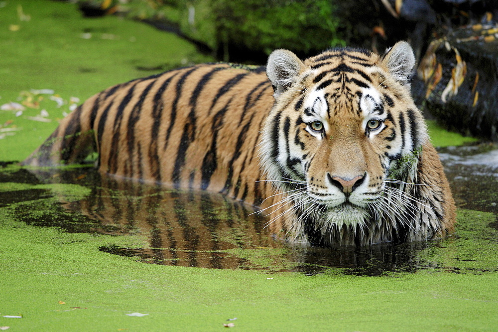 Siberian Tiger (Panthera tigris altaica) standing in algae-covered water