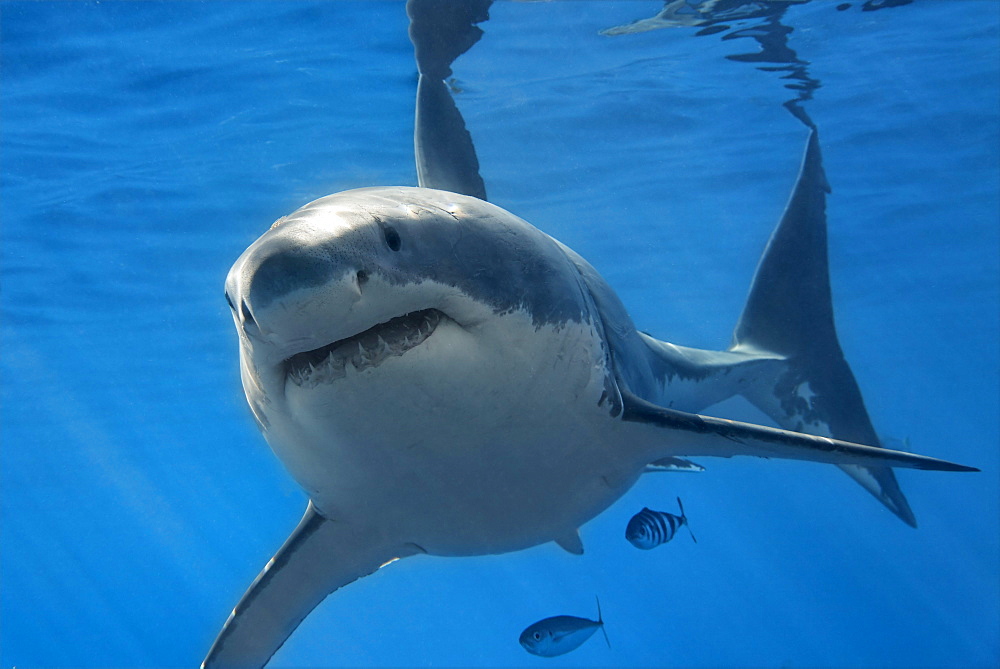 Great White Shark (Carcharodon carcharias), Guadalupe Island, Mexico, Pacific, North America