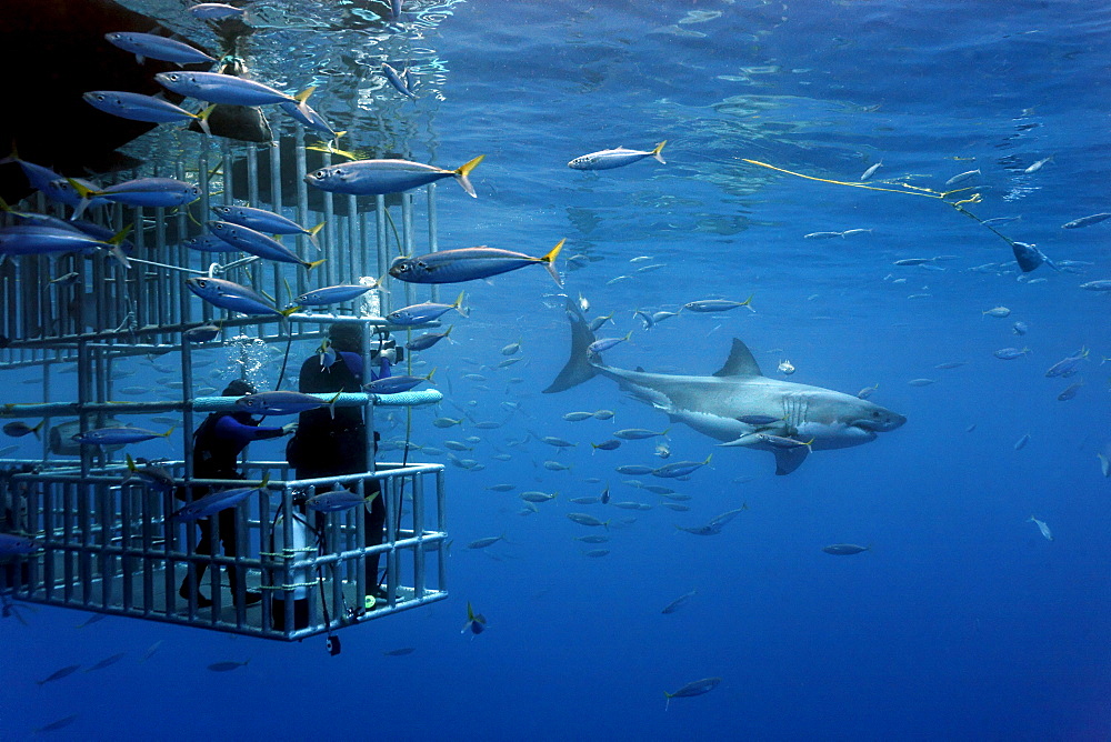 Scuba divers in a cage observing a Great White Shark (Carcharodon carcharias), Guadalupe Island, Mexico, Pacific, North America