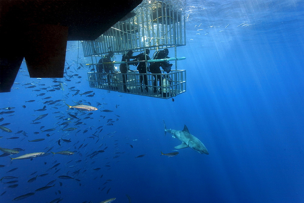 Scuba divers in a cage observing a Great White Shark (Carcharodon carcharias), Guadalupe Island, Mexico, Pacific, North America