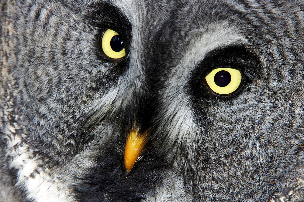 Great Gray Owl, Lapland Owl (Strix nebulosa), portrait