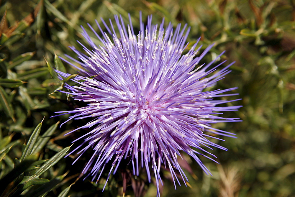 Purple thistle flower, Algarve, Portugal, Europe