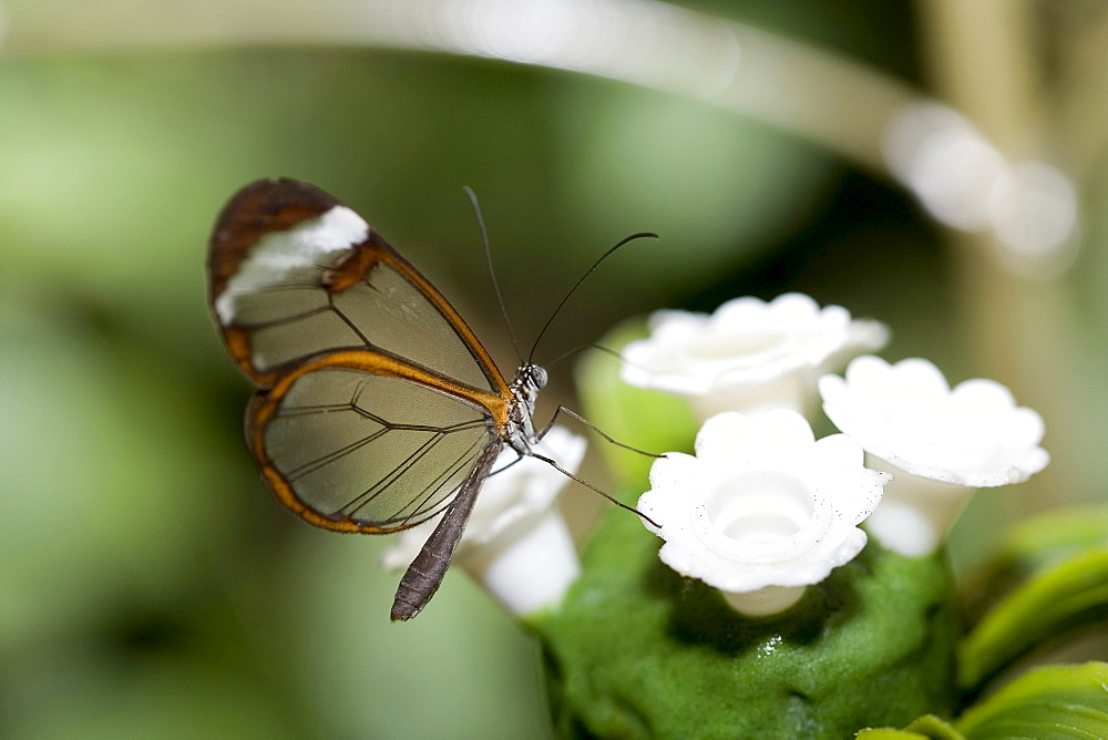 Glass Wing butterfly (Greta oto)