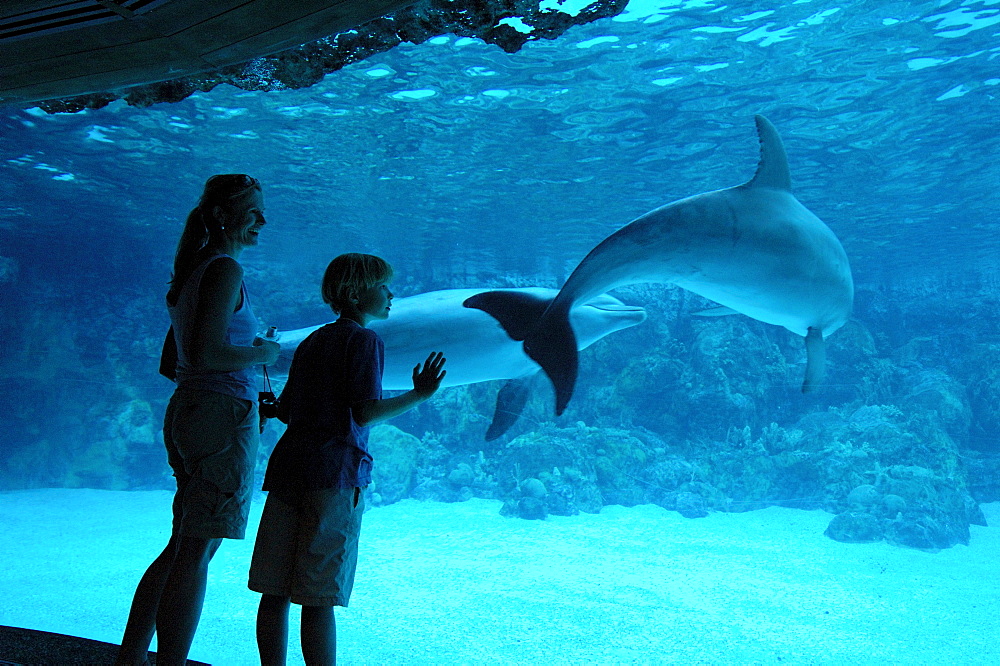 Dolphines, SeaWorld Adventure Park, Orlando, Florida, USA, North America