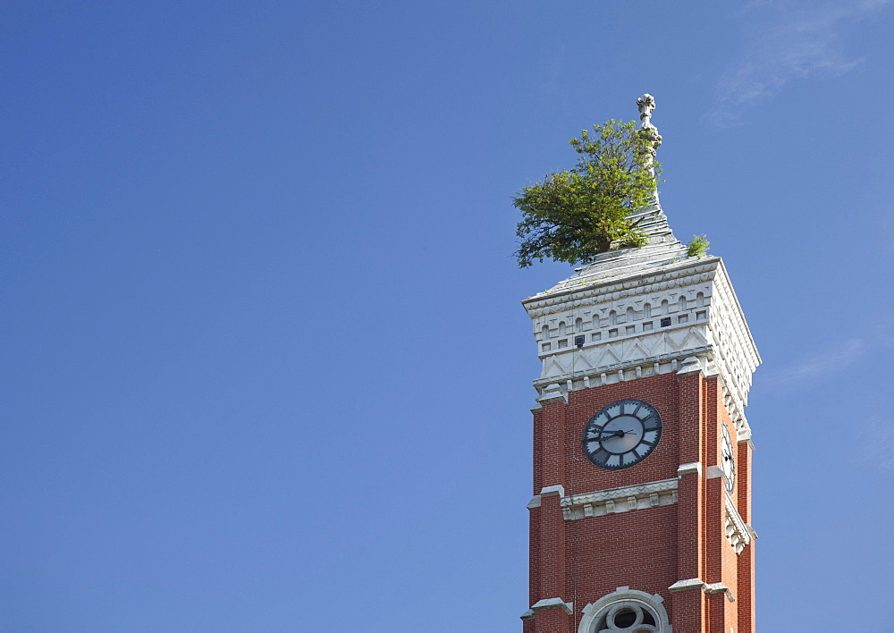 A Mulberry tree grows from the roof of a clock tower on the Decatur County Courthouse, Greensburg, Indiana, USA