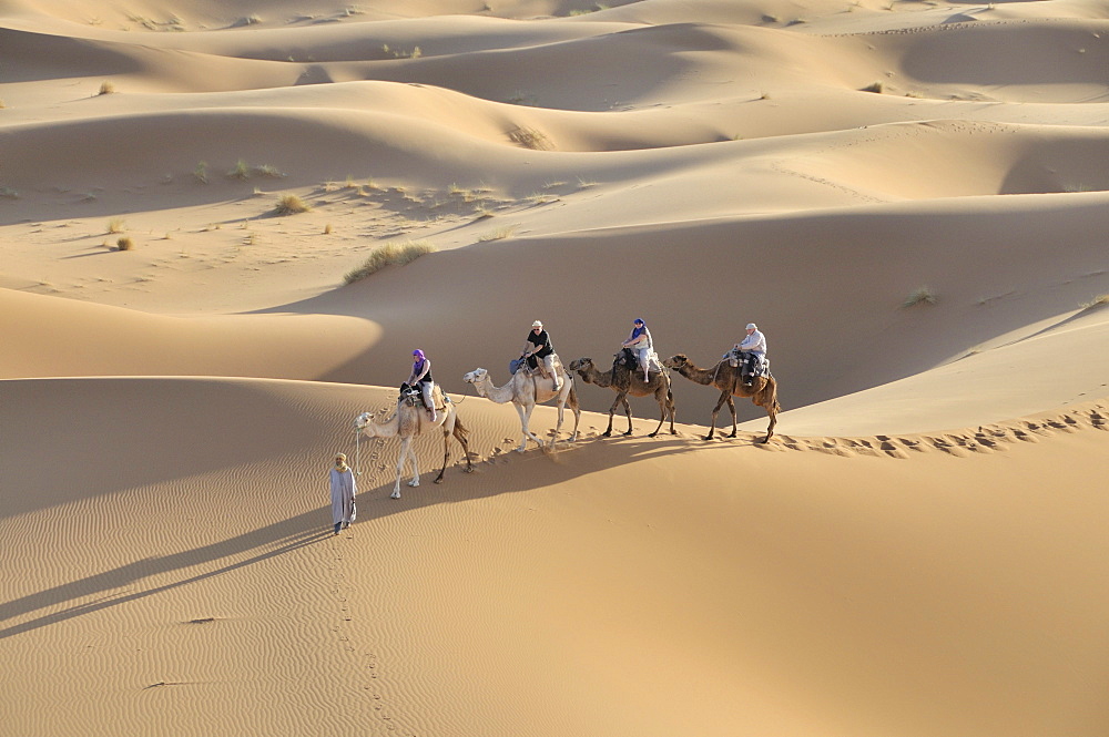 Camel trekking, Erg Chebbi, Morocco, Africa