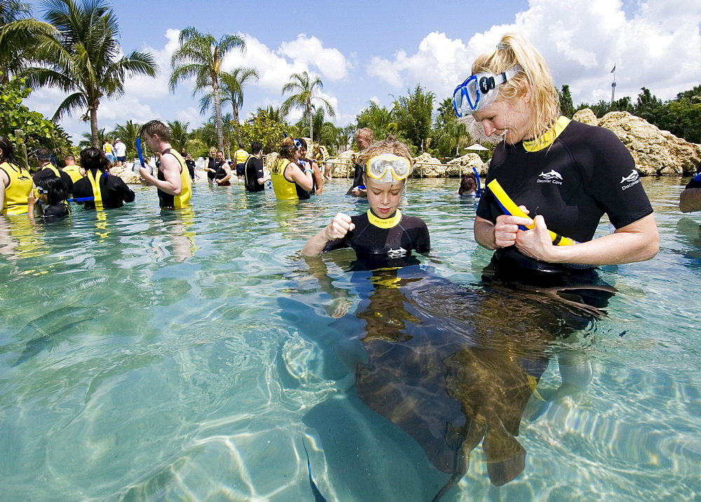 Eagle Ray (Myliobatidae) being fed, Discovery Cove, Orlando, Florida, USA, North America