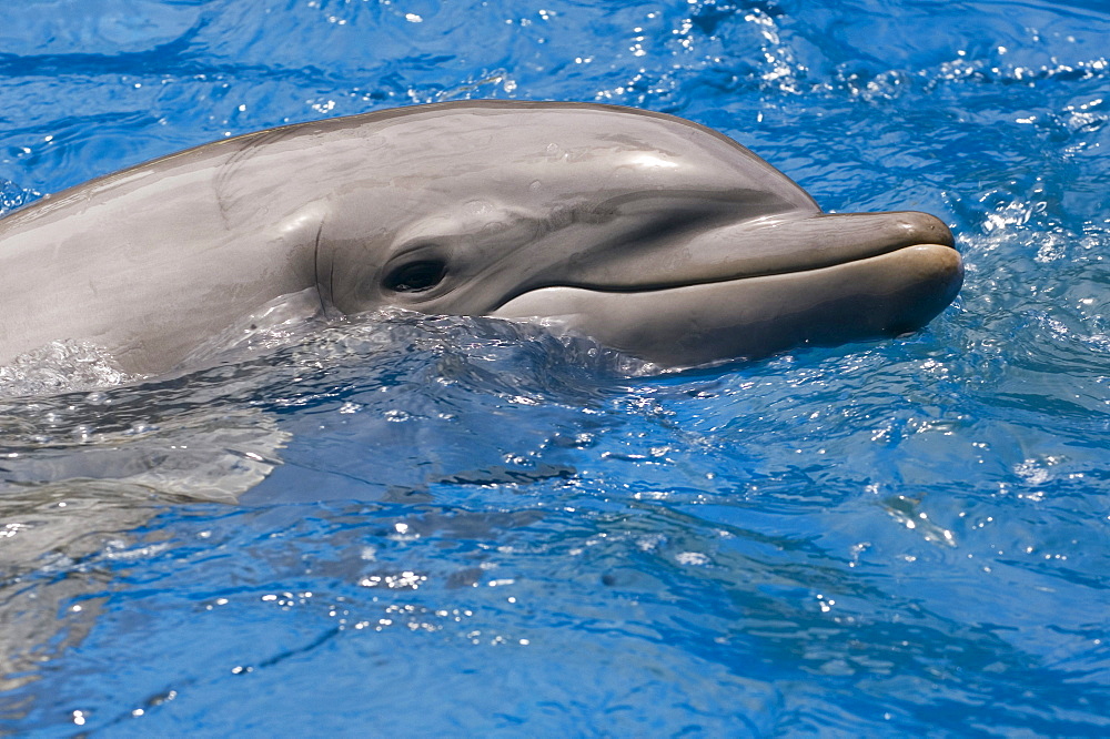 Dolphins (Tursiops truncatus), Seaworld, Orlando, Florida, USA, North America