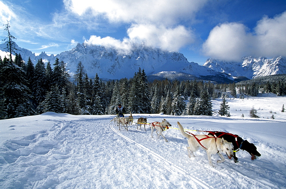 Dog sled tour along an alpine track, Sexten, Alpe Nemes, Alto Adige, Dolomite Mountains, Italy, Europe