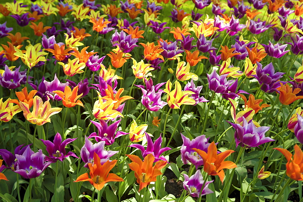 Colourful Tulips (Tulipa), tulip field, Holland, Netherlands, Europe