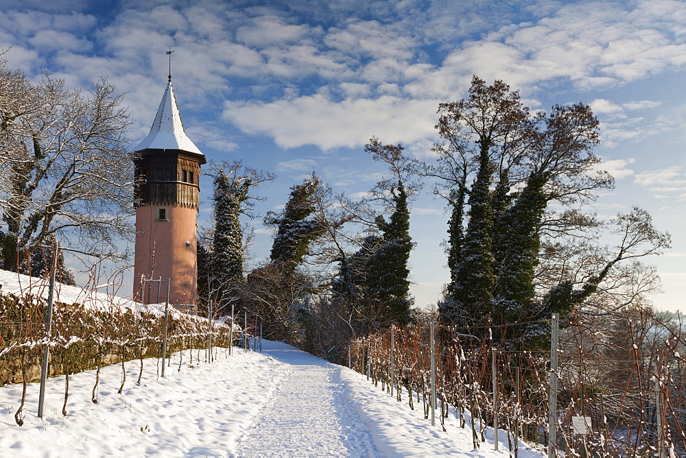 The Schwedenturm tower between grapevines in winter, Mainau Island, County Konstanz, Baden-Wuerttemberg, Germany, Europe