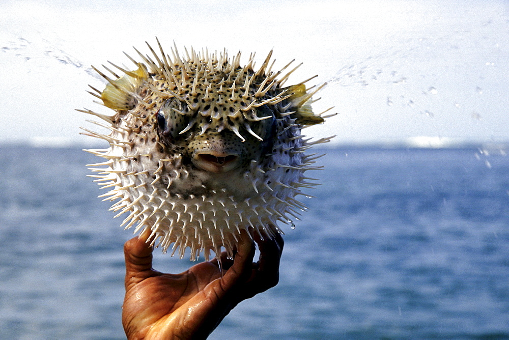 Hand holding a Blowfish (Tetraodontidae), national park, Parque Nacional Cahuita on the Caribbean coast, Caribbean, Costa Rica, Central America