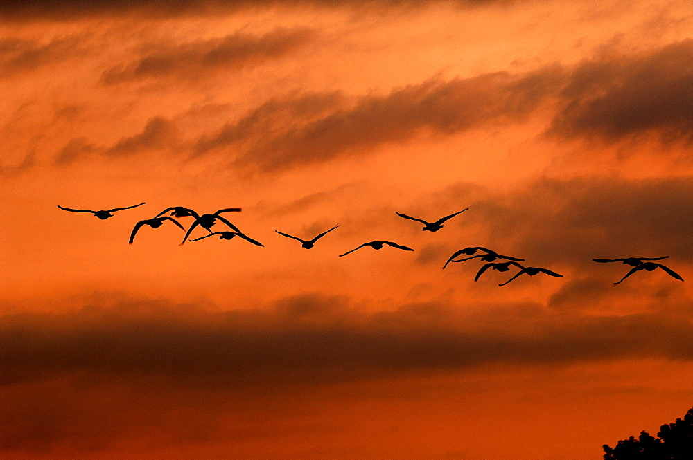 Flying Mallard ducks (Anas platyrhynchos) in the evening sky, Hemingford Grey, Cambridgeshire, England, United Kingdom, Europe