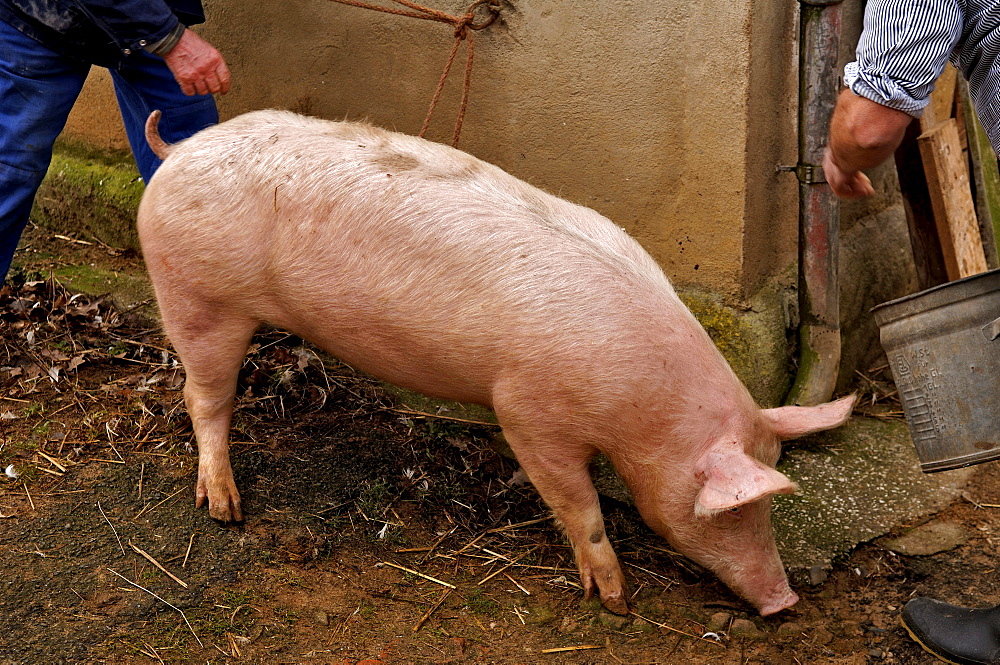 Pig being tied up for home butchering, Eckental, Middle Franconia, Bavaria, Germany, Europe