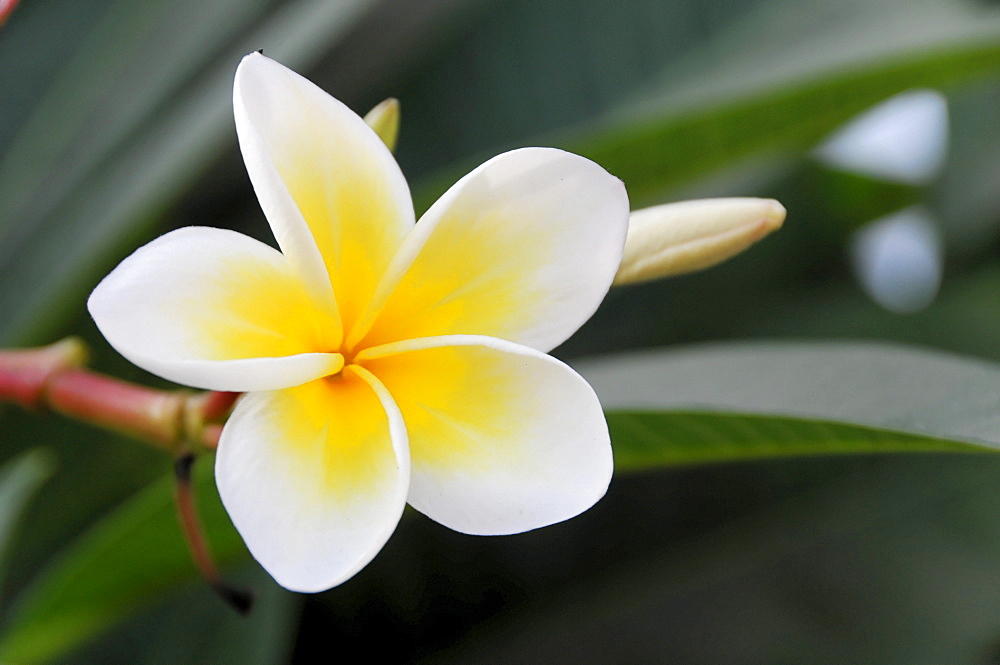 Blossom, Temple Tree or Frangipani (Plumeria), Sisodia Rani Ka Bagh Palace at Jaipur, Rajasthan, northern India, Asia