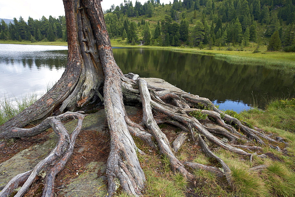 Tree roots in Gruensee, Green Lake, Turracher Hoehe, Carinthia, Austria, Europe