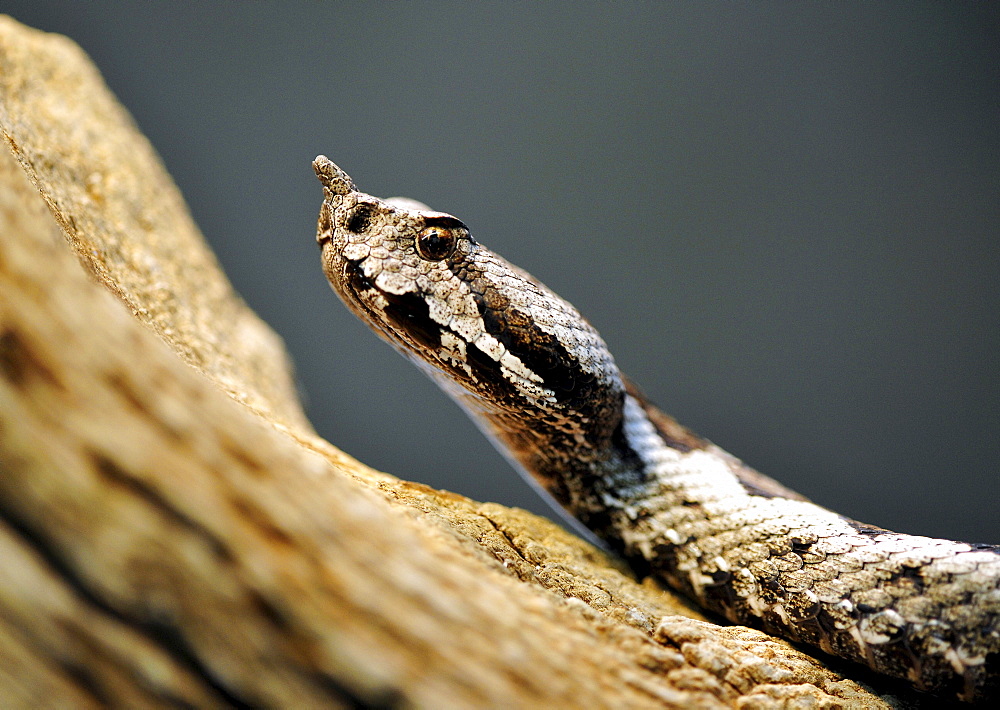 male nose-horned viper (vipera ammodytes ruffoi) Northern Italy (Alto Adige)