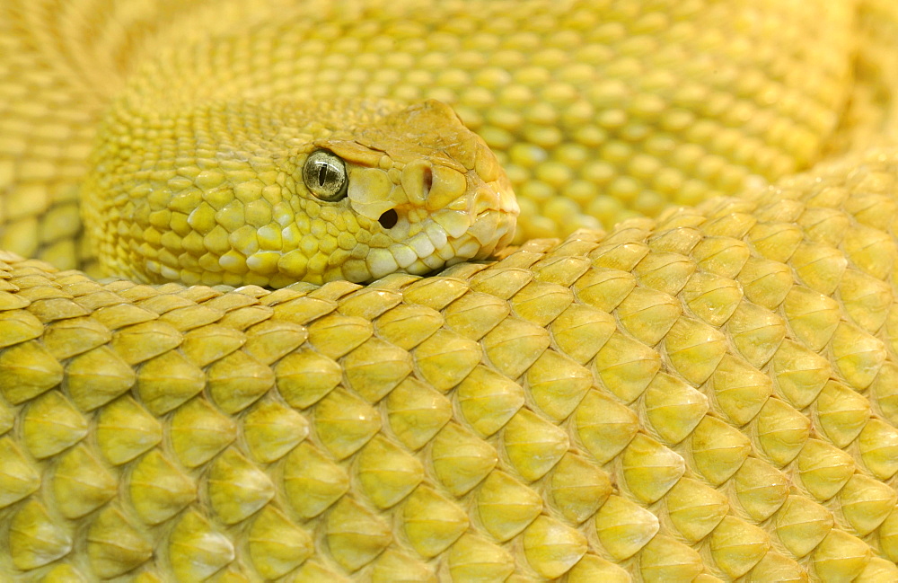 Mexican west coast rattlesnake (Crotalus basiliscus)