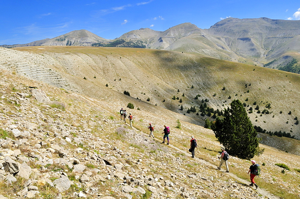 Hiking, trekking group in the Haute Verdon mountains, Alpes-de-Haute-Provence, France, Europe