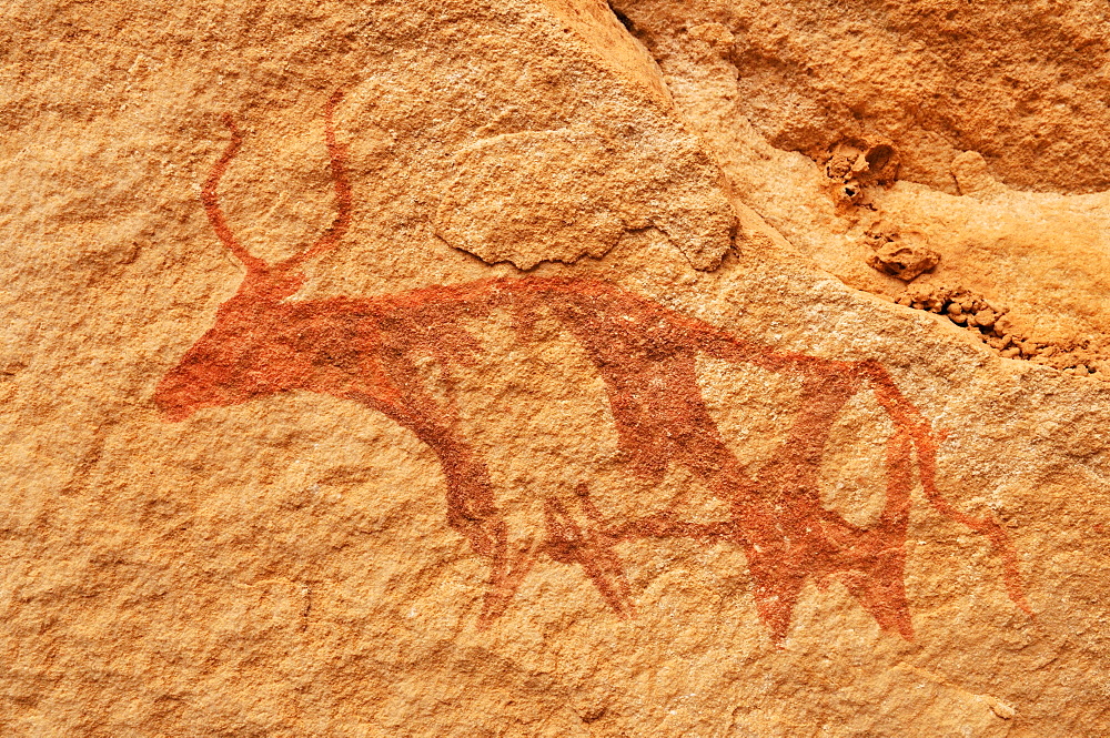 Painted cow, neolithic rock art of the Tadrart, Tassili n'Ajjer National Park, Unesco World Heritage Site, Algeria, Sahara, North Africa