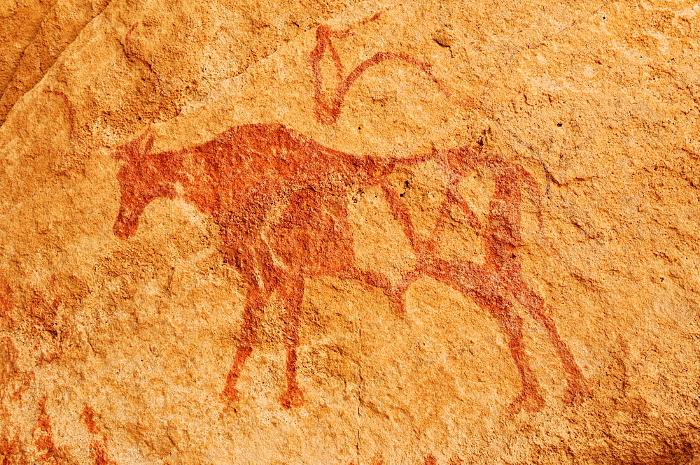 Painted cow, neolithic rock art of the Tadrart, Tassili n'Ajjer National Park, Unesco World Heritage Site, Algeria, Sahara, North Africa