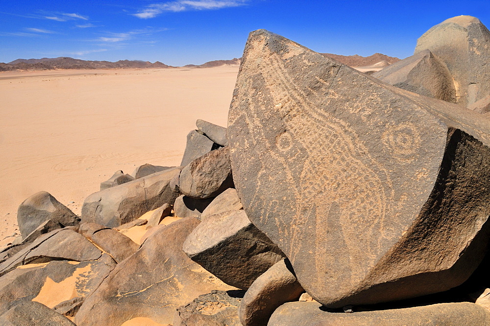 Neolithic rock art, giraffe engraving, of the Tadrart, Tassili n'Ajjer National Park, Unesco World Heritage Site, Algeria, Sahara, North Africa