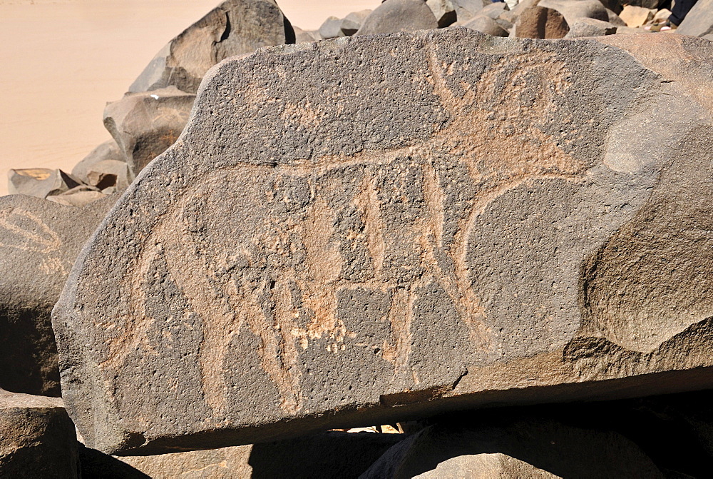 Neolithic rock art, bull engraving, of the Tadrart, Tassili n'Ajjer National Park, Unesco World Heritage Site, Algeria, Sahara, North Africa