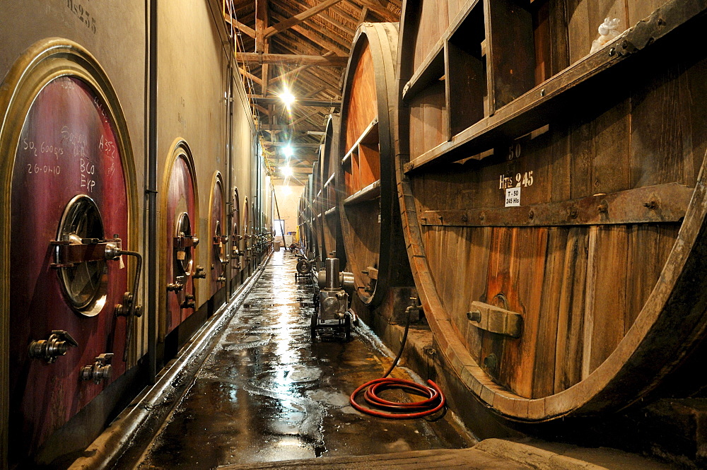 Oak barrels and modern tanks for wine production in the Bodega La Rural winery, Maipu, Mendoza Province, Argentina, South America