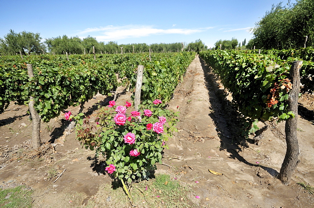 Winegrowing, Malbec grape variety, roses are used as indicators for an infestation of the vines by insects, Maipu, Mendoza Province, Argentina, South America