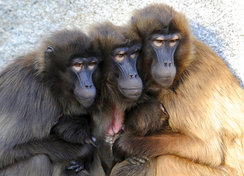 Gelada Baboon (Theropithecus gelada)