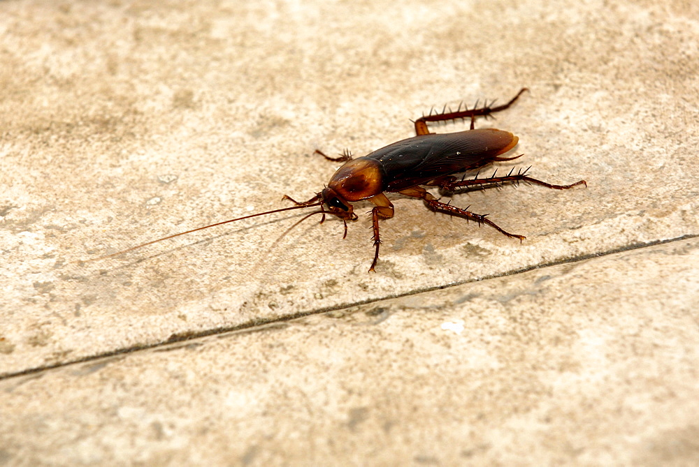 Oriental Cockroach (blatta orientalis) indoor