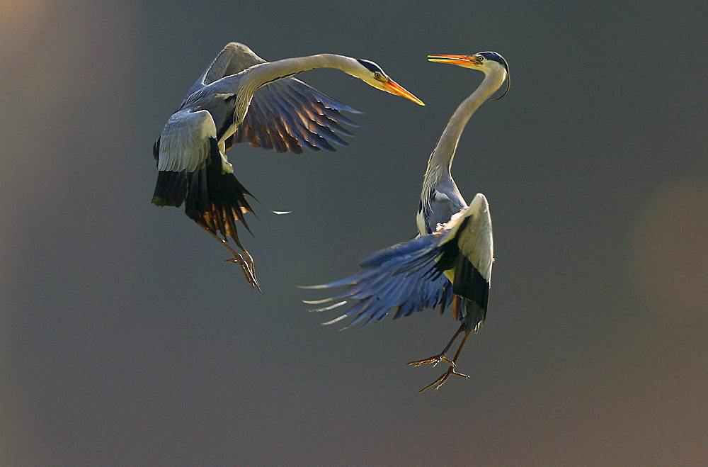 Fighting European Grey Herons (ardea cinera)