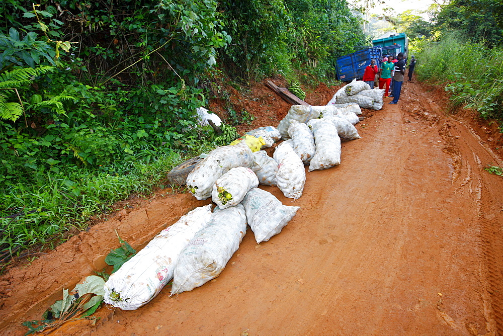 Load from a truck stuck in the mud, jungle trail, Bamenda, Cameroon, Africa