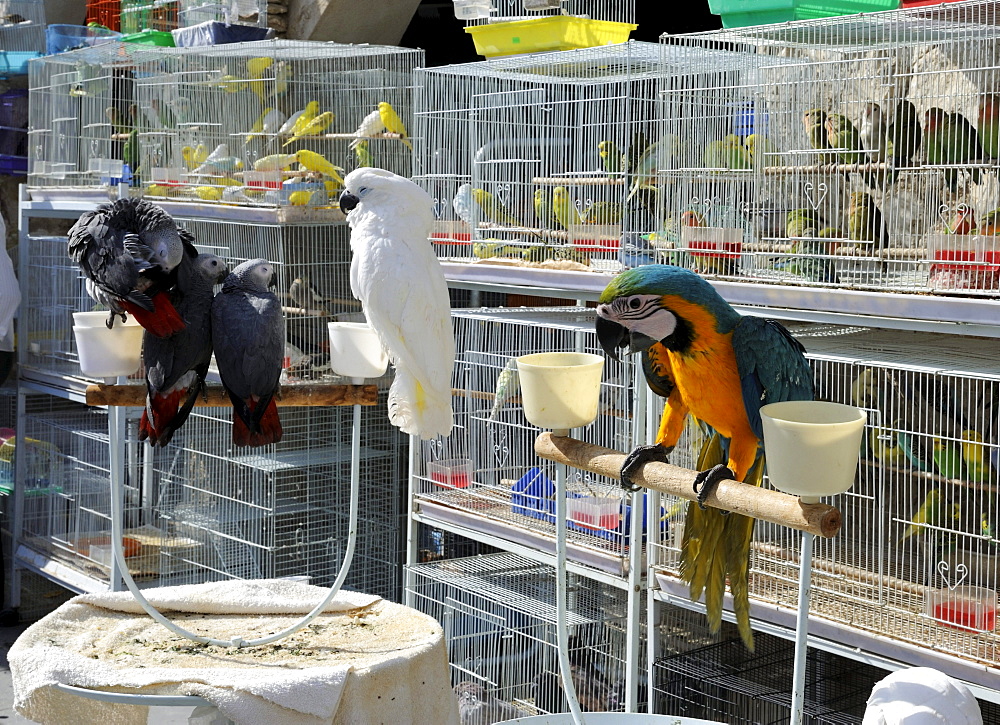 Animal market in Souq al Waqif, the oldest souq or bazaar in the country, Doha, Qatar, Arabian Peninsula, Persian Gulf, Middle East, Asia