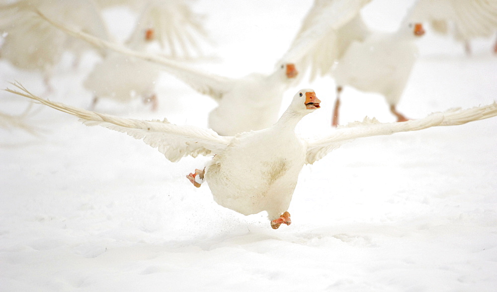 Domesticated geese (Anser anser f. domestica) taking off in winter