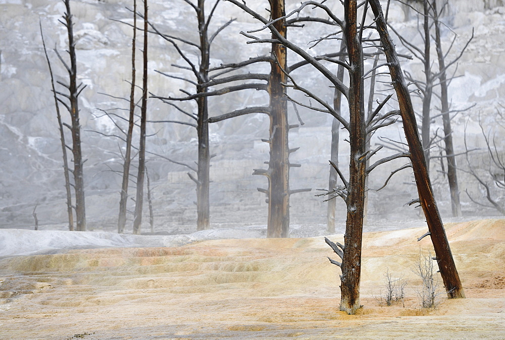 Dead trees on the Angel Terrace, Upper Terraces, limestone sinter terraces, geysers, hot springs, Mammoth Hot Springs Terraces, Yellowstone National Park, Wyoming, United States of America, USA