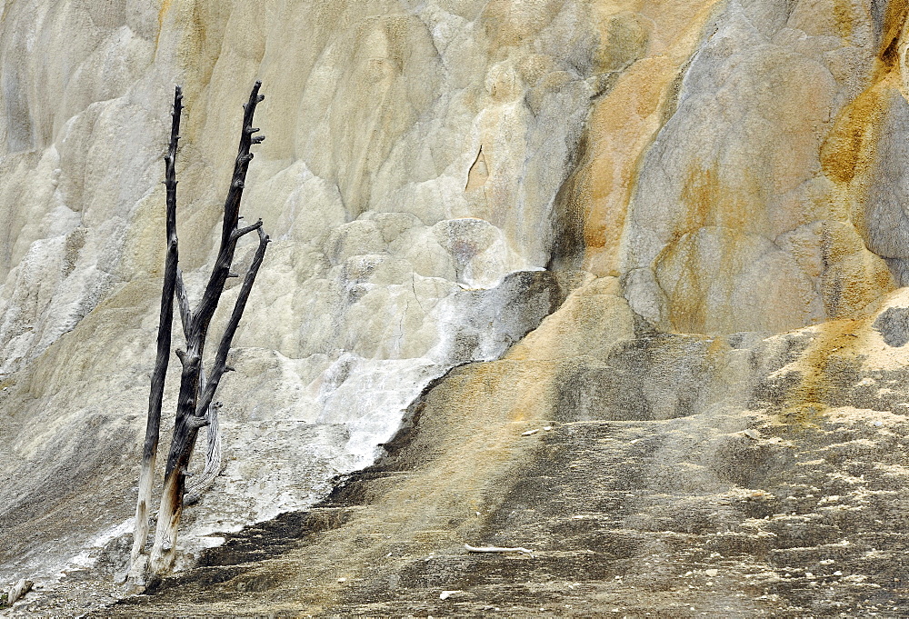 Orange Mound Terrace, Upper Terraces, limestone sinter terraces, geysers, hot springs, colorful thermophilic bacteria, microorganisms, dead trees, Mammoth Hot Springs Terraces, Yellowstone National Park, Wyoming, United States of America, USA