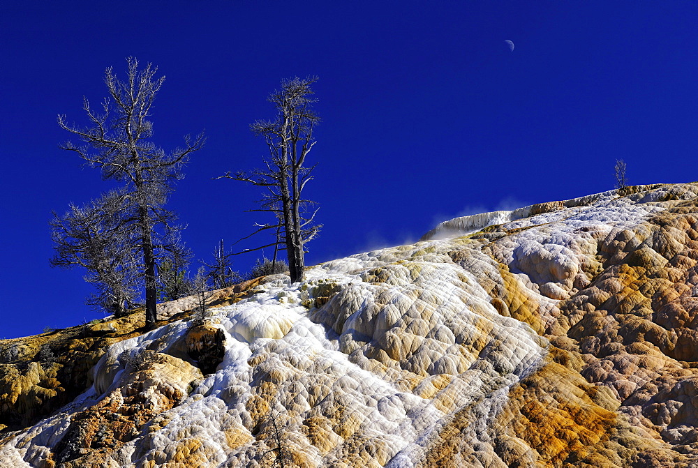 Palette Spring Terrace, Lower Terraces, limestone sinter terraces, geysers, hot springs, colorful thermophilic bacteria, microorganisms, dead trees, Mammoth Hot Springs Terraces, Yellowstone National Park, Wyoming, United States of America, USA