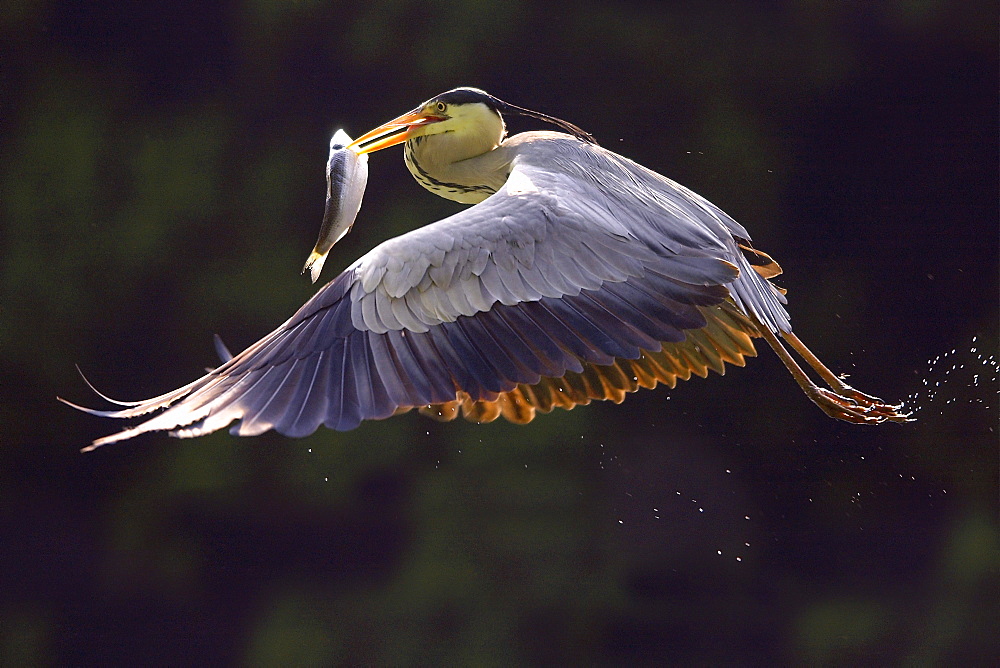 European grey heron (Ardea cinerea) with fish