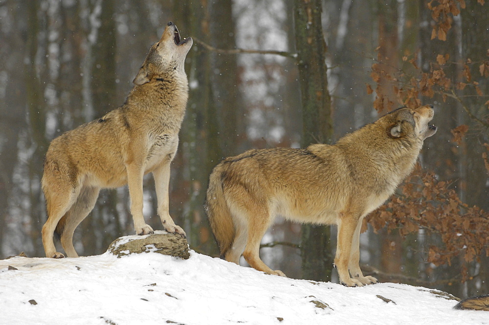 Canadian timber wolves (canis lupus occidentalis) in winter