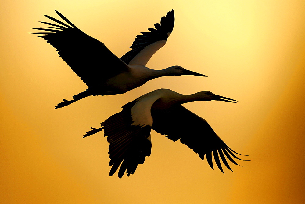 White Storks (Ciconia ciconia)